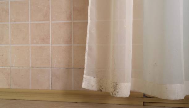 Best Emergency Mold Remediation  in Benwood, WV