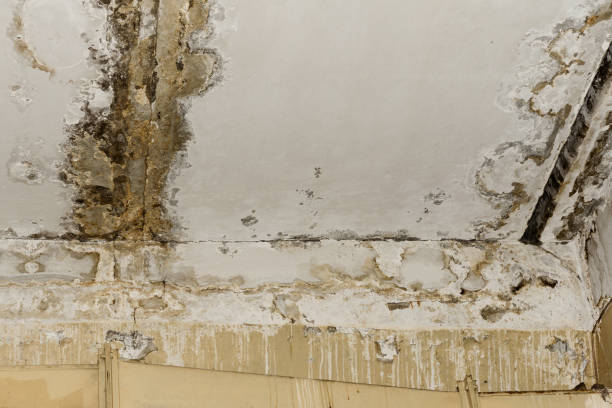 Best Mold Prevention Services  in Benwood, WV