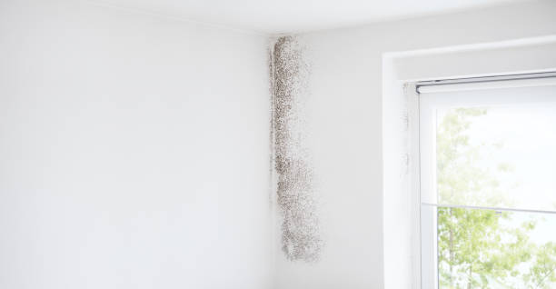 Best Attic Mold Removal  in Benwood, WV