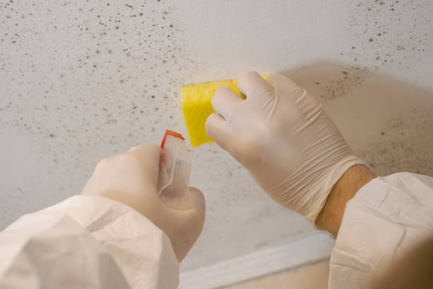 Best Mold Removal for HVAC Installations  in Benwood, WV